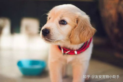 小狗患病主人無(wú)奈求助，互聯(lián)網(wǎng)數(shù)據(jù)服務(wù)點(diǎn)亮希望之光